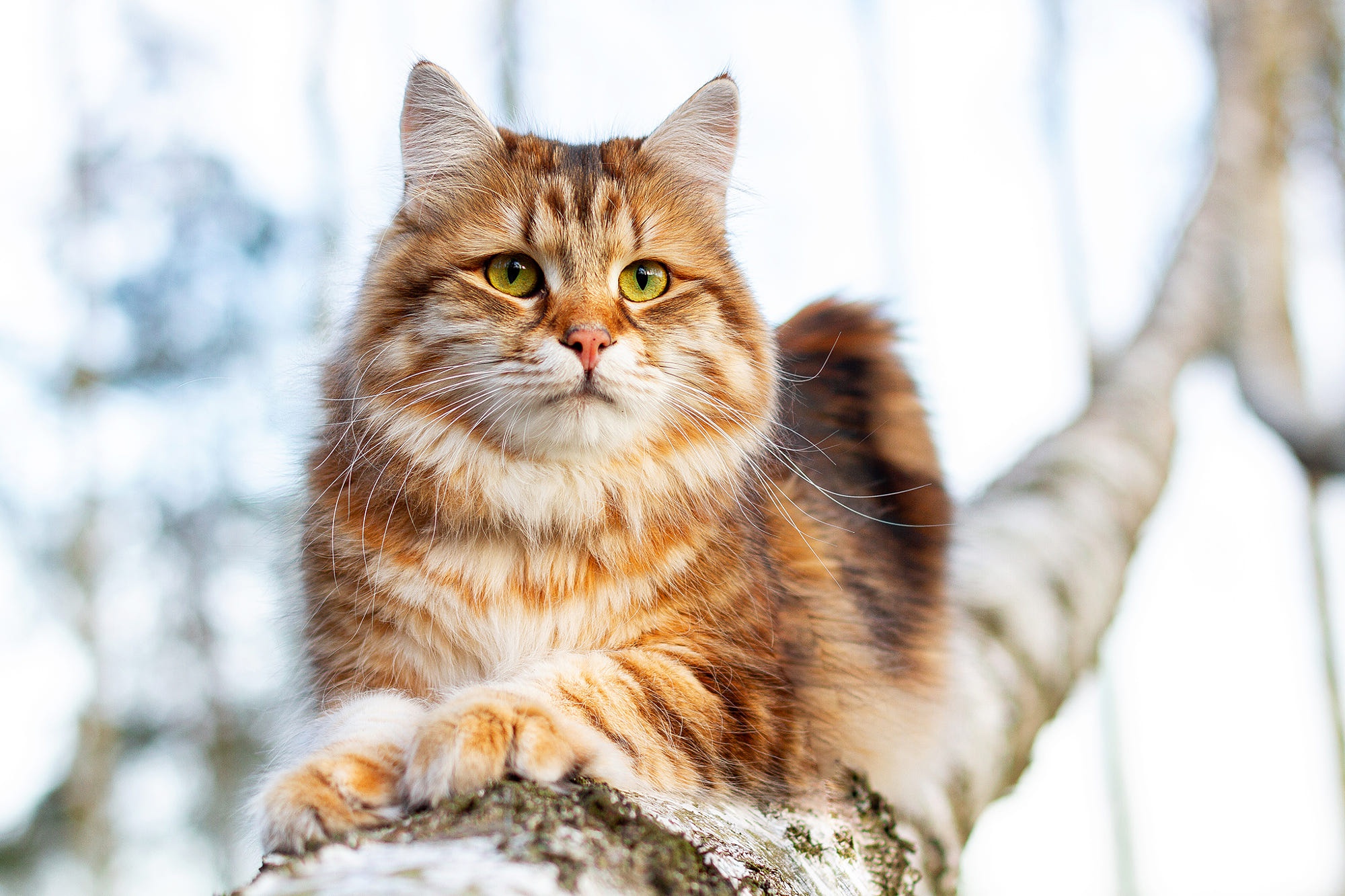 Cat HD Wallpaper
