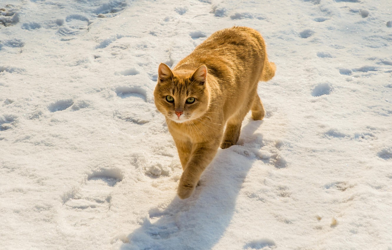 Wallpaper winter, cat, cat, look, snow, traces, pose, red, walk, sneaks image for desktop, section кошки