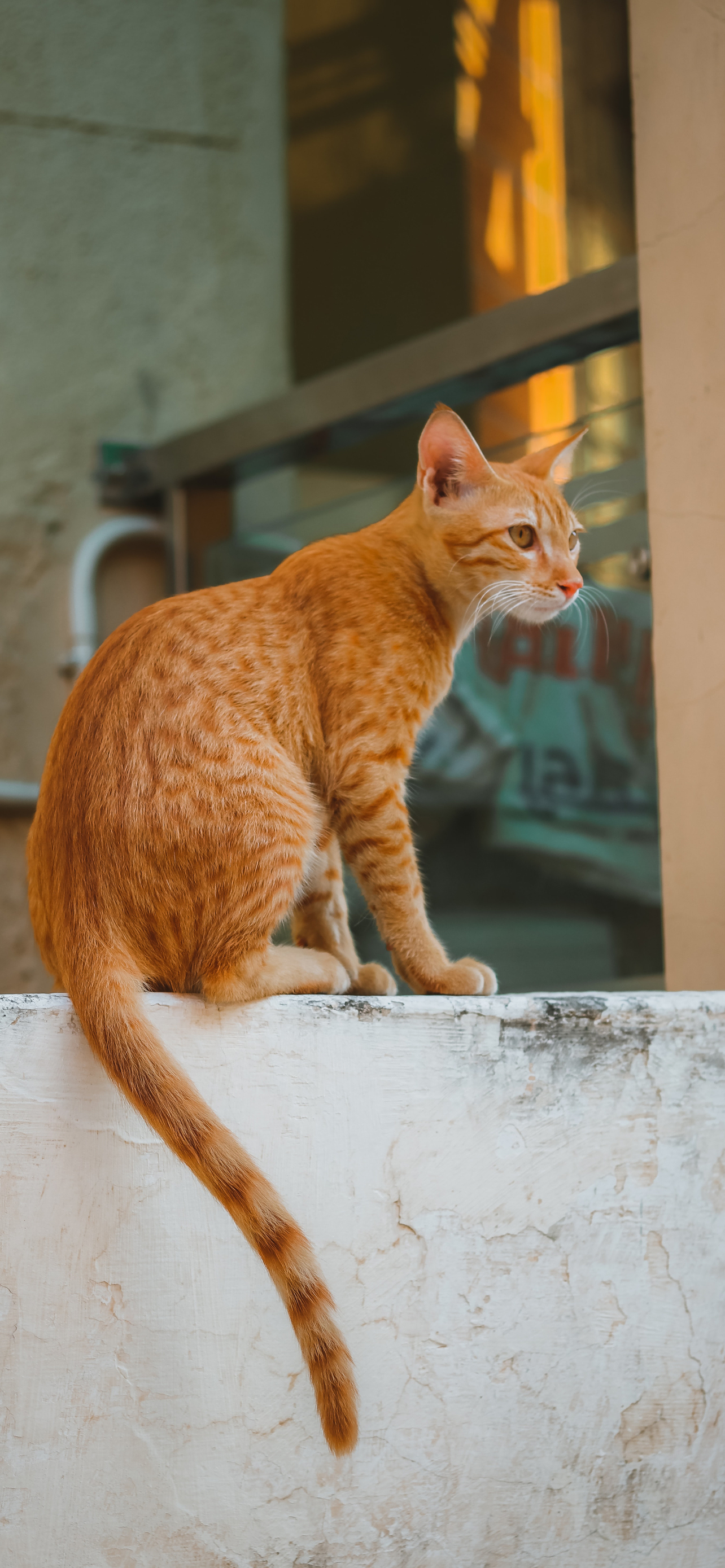 Cat Wallpaper for Phone 2021 Like Cats Very Much