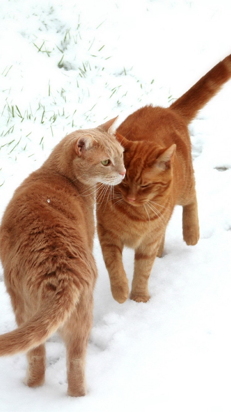 Two Orange Cats, White Snow, Winter 750x1334 IPhone 8 7 6 6S Wallpaper, Background, Picture, Image