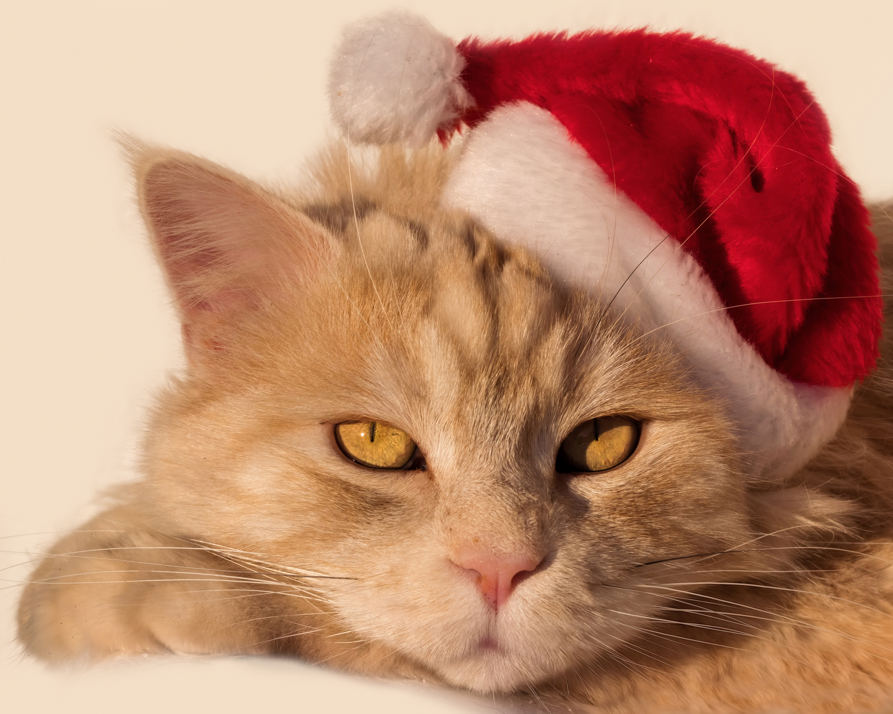 Cat HD Wallpaper