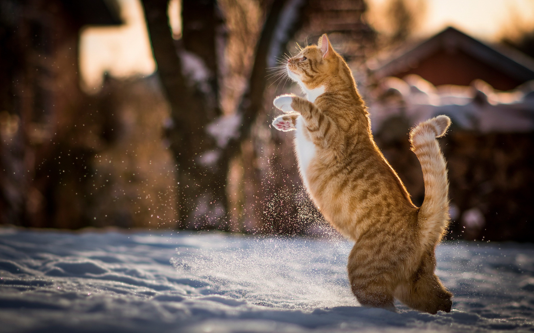 Cat In Snow 1407 HD wallpaper