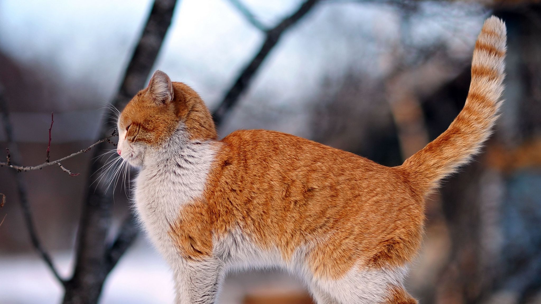 Download wallpaper 2048x1152 cat, fence, winter, street ultrawide monitor HD background