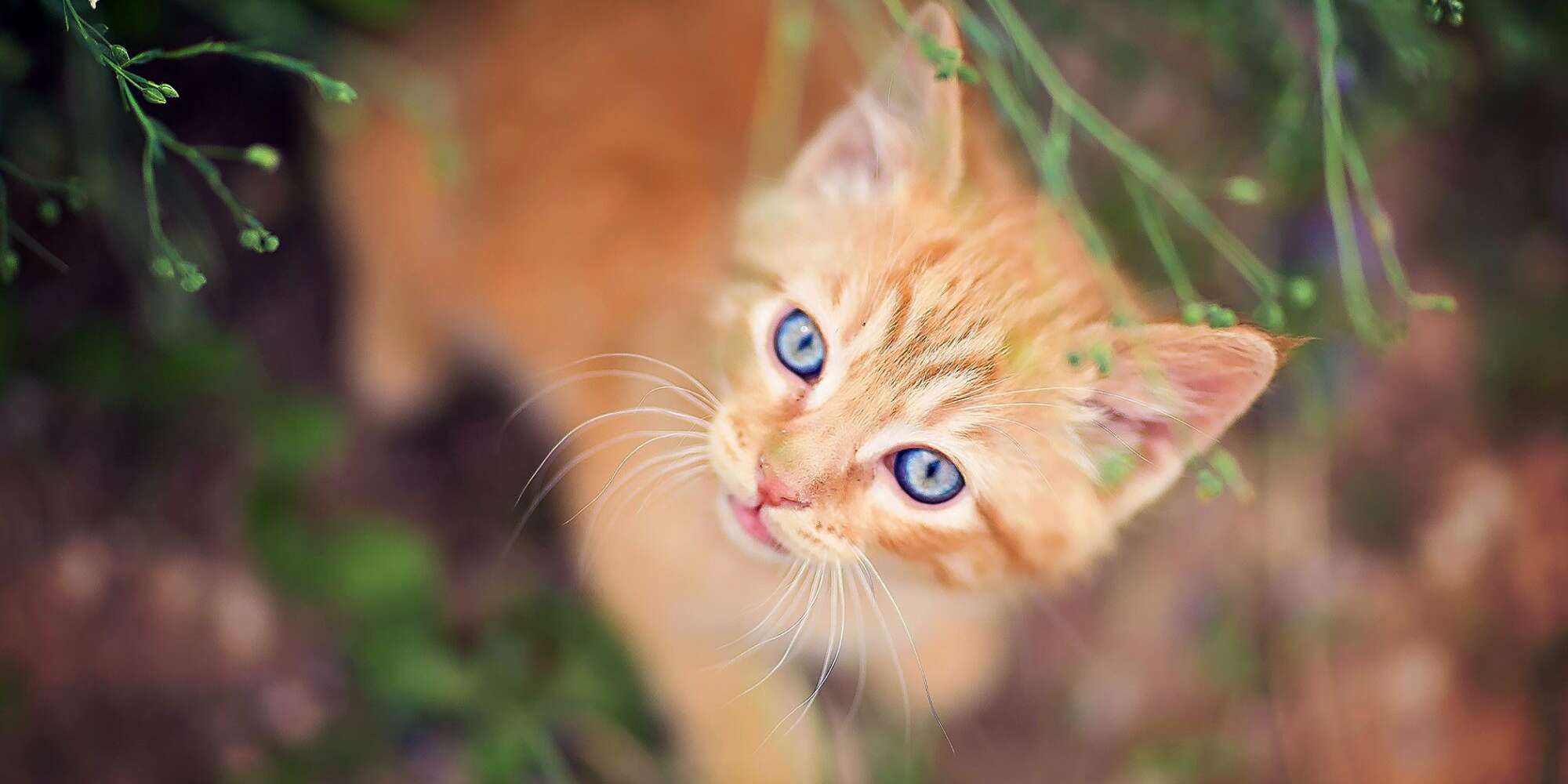 Orange Cat Names for Your New Ginger Kitty