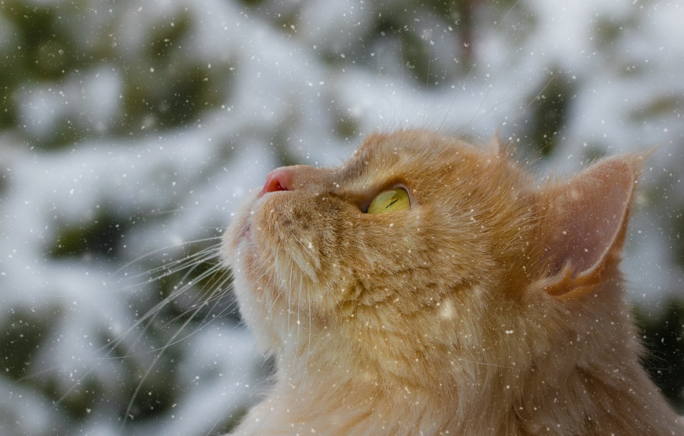 Wallpaper cat, cat, snow, red, muzzle, cat image for desktop, section кошки