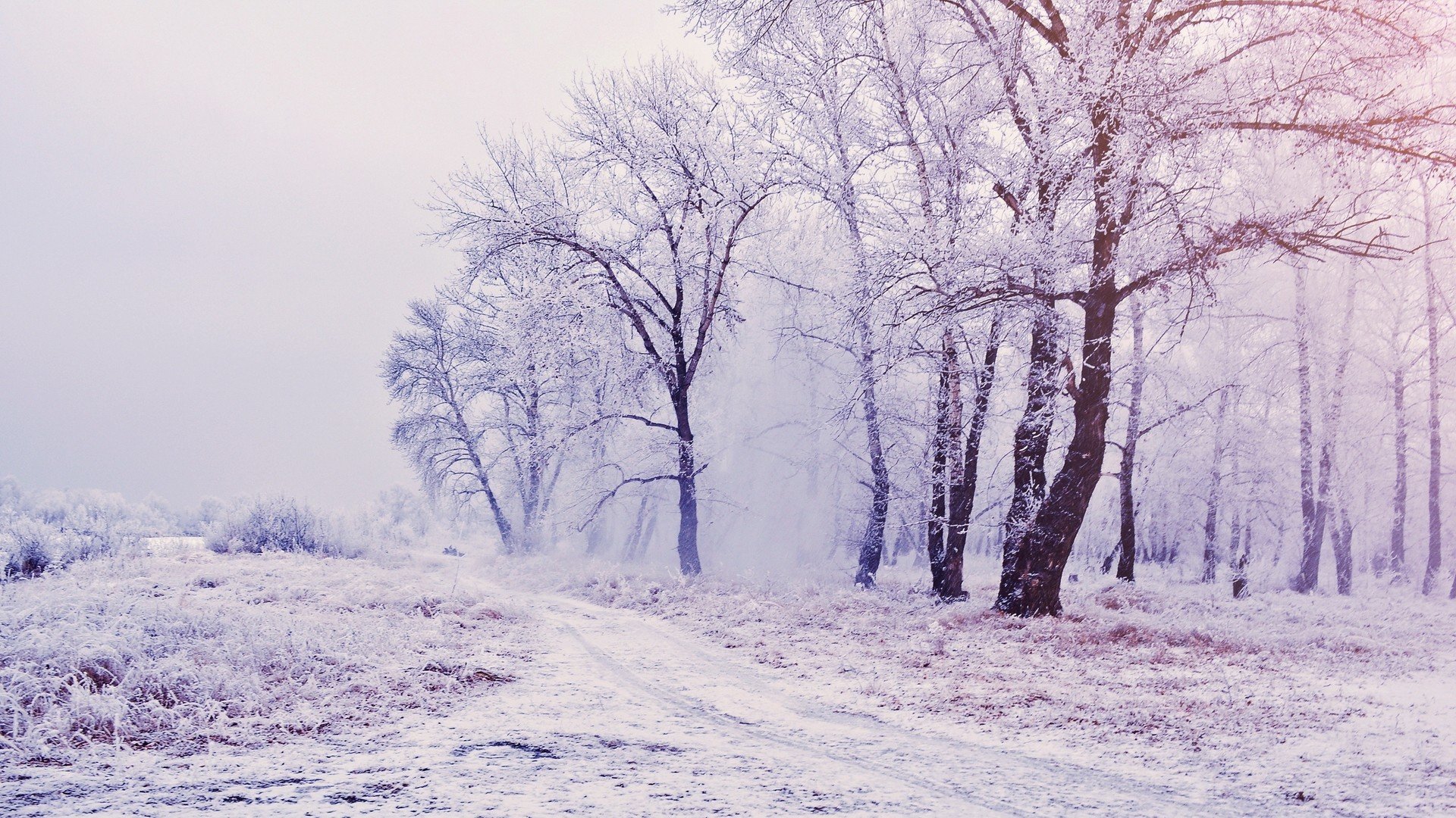 Pretty Winter Forest & Path desktop PC and Mac wallpaper