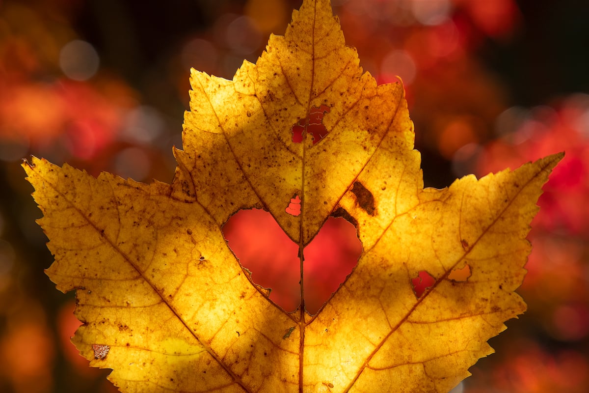 Autumn Lovers Wallpapers Wallpaper Cave Autumn Lovers Wallpapers Wallpaper Cave