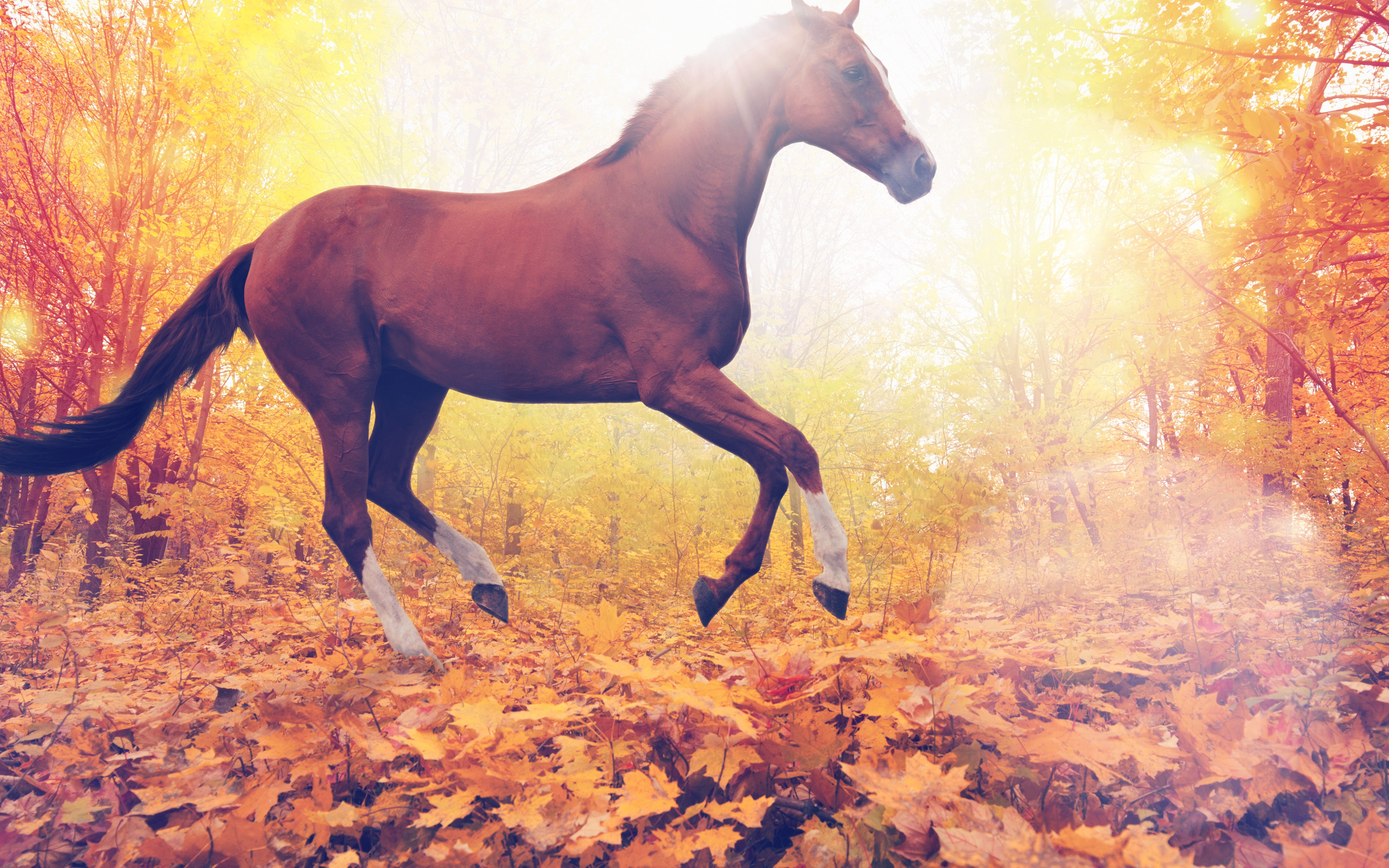 wallpaper for desktop, laptop. horse art animal fall leaf mountain red flare