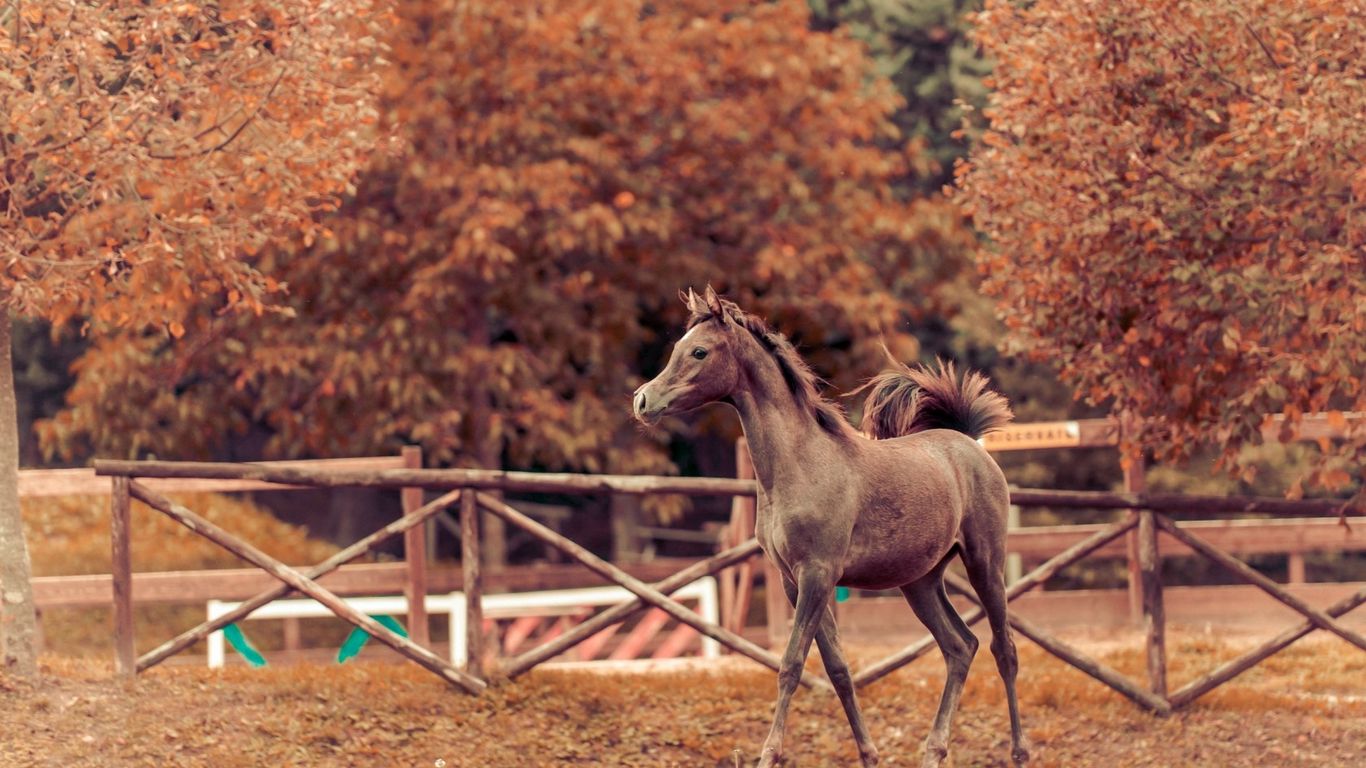 Download wallpaper 1366x768 horse, autumn, background, stallion, paddock tablet, laptop HD background