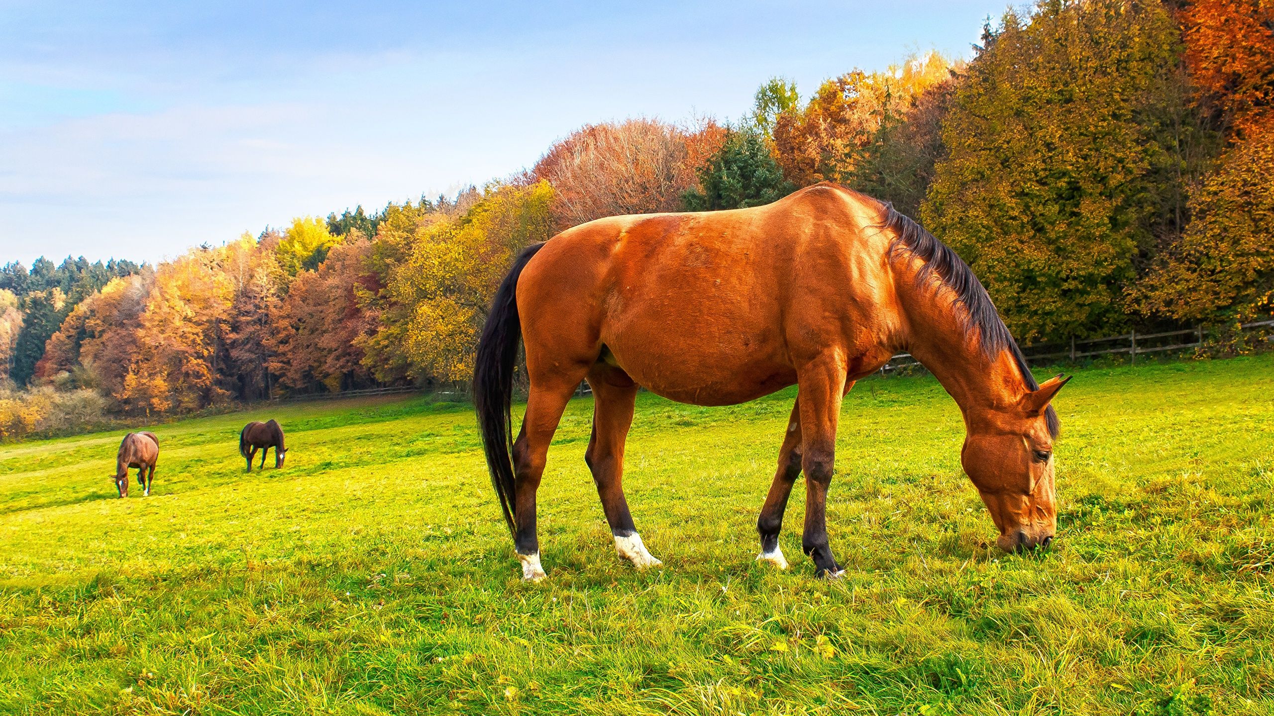 Fall Horse Wallpaper Free