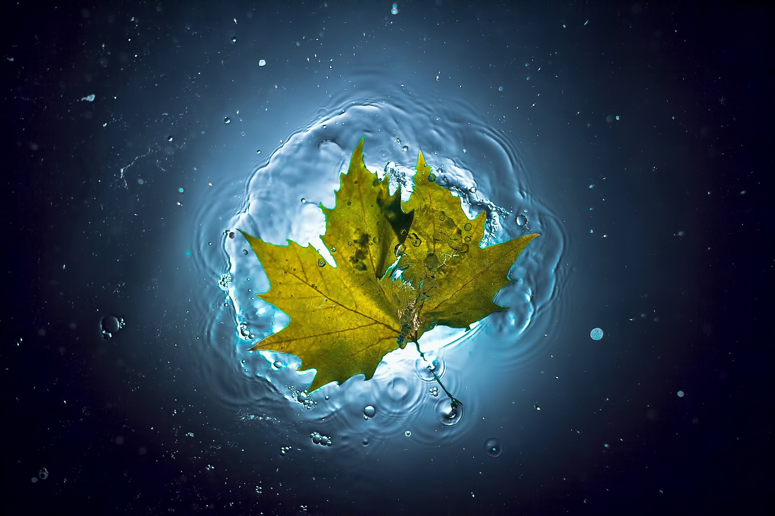 water, Leaf, Summer, Autumn, Bubbles, Glow Wallpaper HD / Desktop and Mobile Background