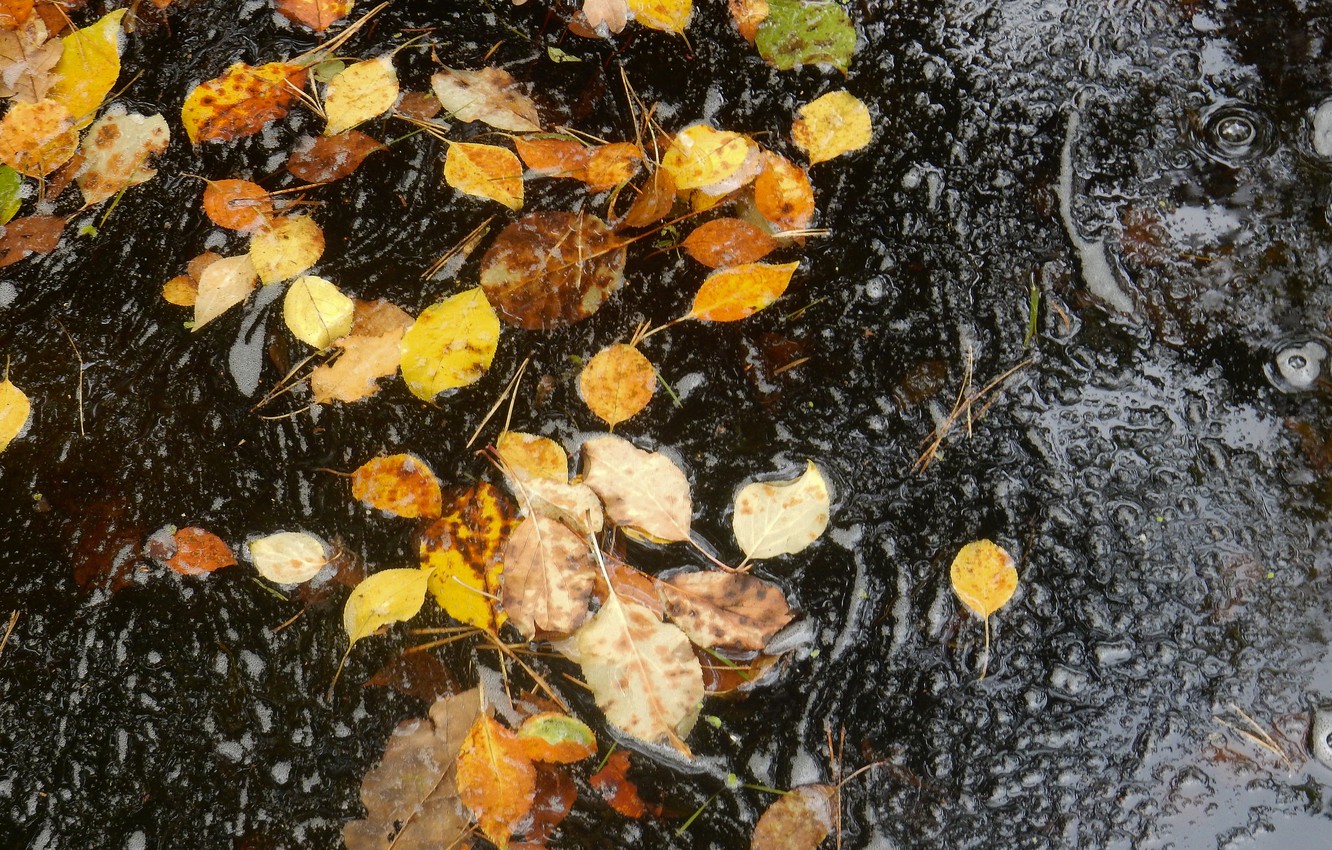 Wallpaper autumn, leaves, nature, sheet, bubbles, stream, widescreen, stream, plants, wallpaper, widescreen, background, the Wallpaper, full screen, HD wallpaper, widescreen image for desktop, section природа