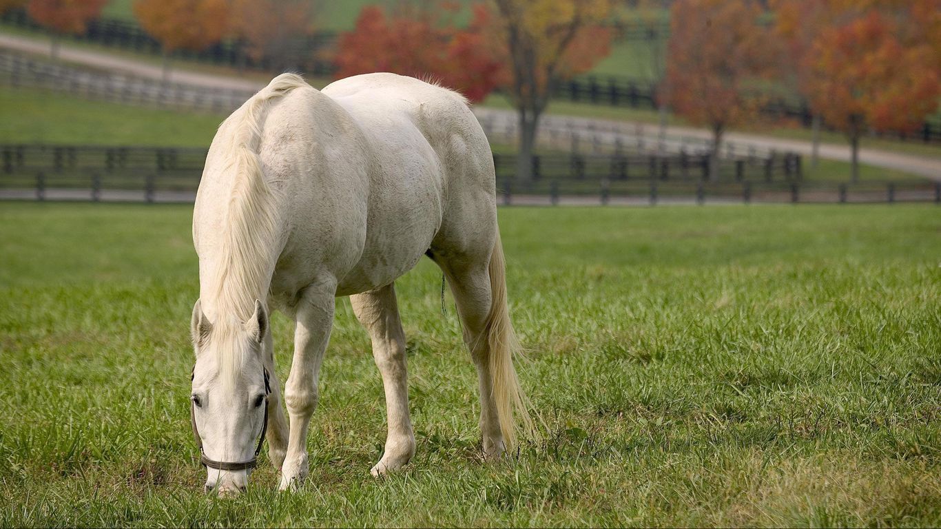 Download wallpaper 1366x768 horse, grass, food, autumn tablet, laptop HD background