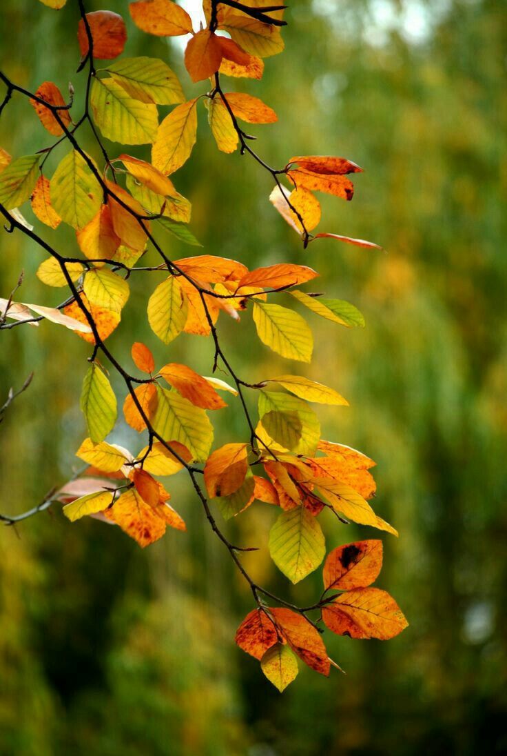 yeşil. Nature photography, Autumn painting, Beautiful flowers wallpaper