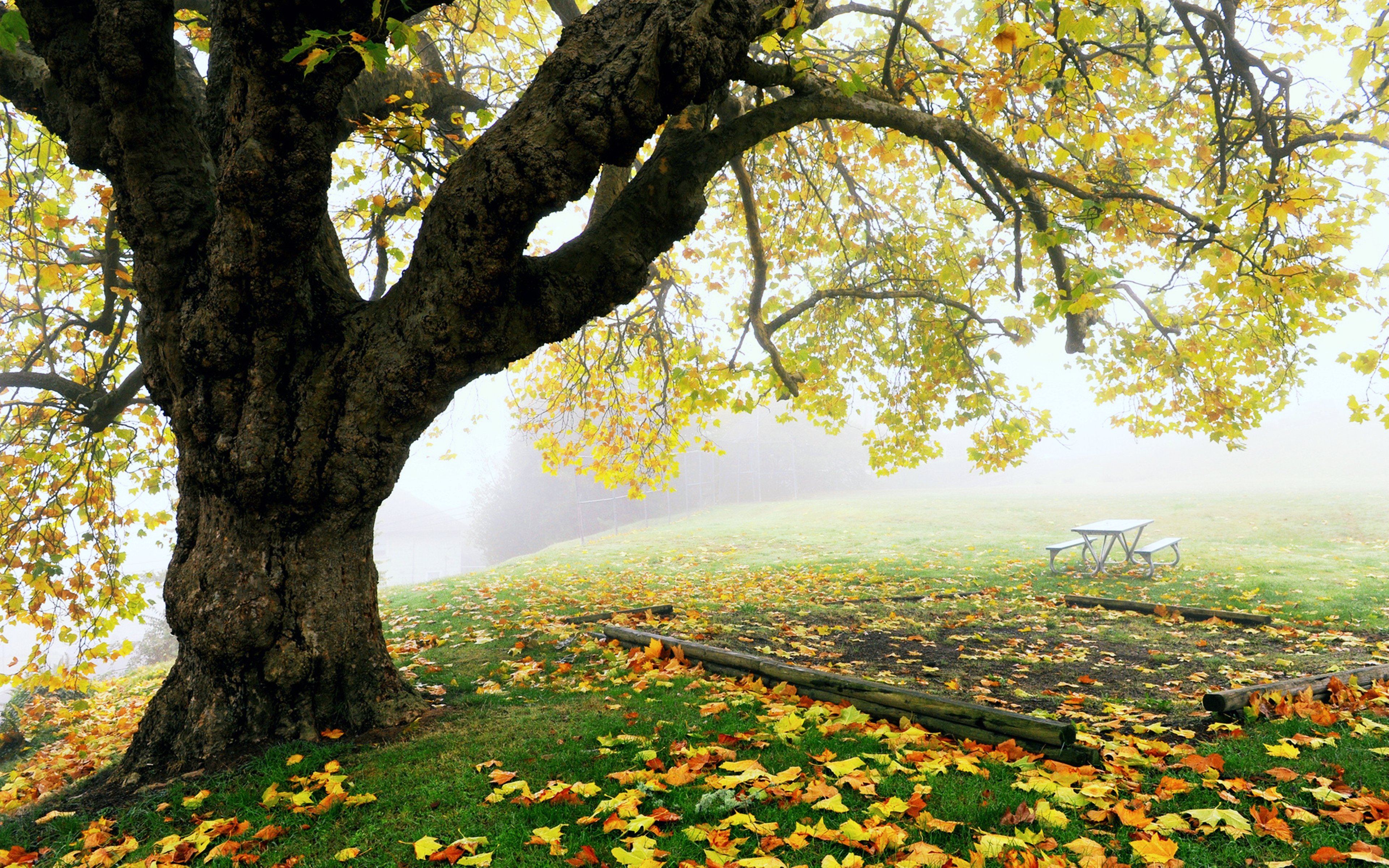 autumn, Leaves, Trees, Grass, Park, Gardens, Fog, Nature, Landscapes, Earth, Hills Wallpaper HD / Desktop and Mobile Background