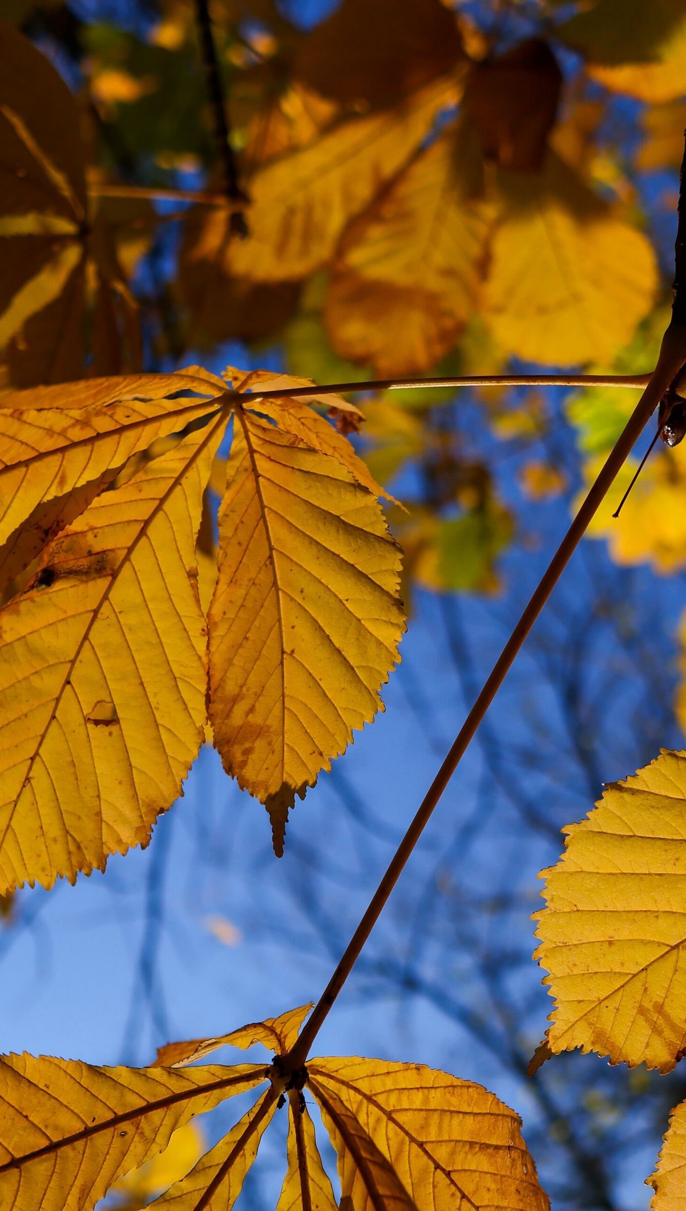 Tree leaves in autumn Wallpaper 4k for iPhone and Mobile Phone