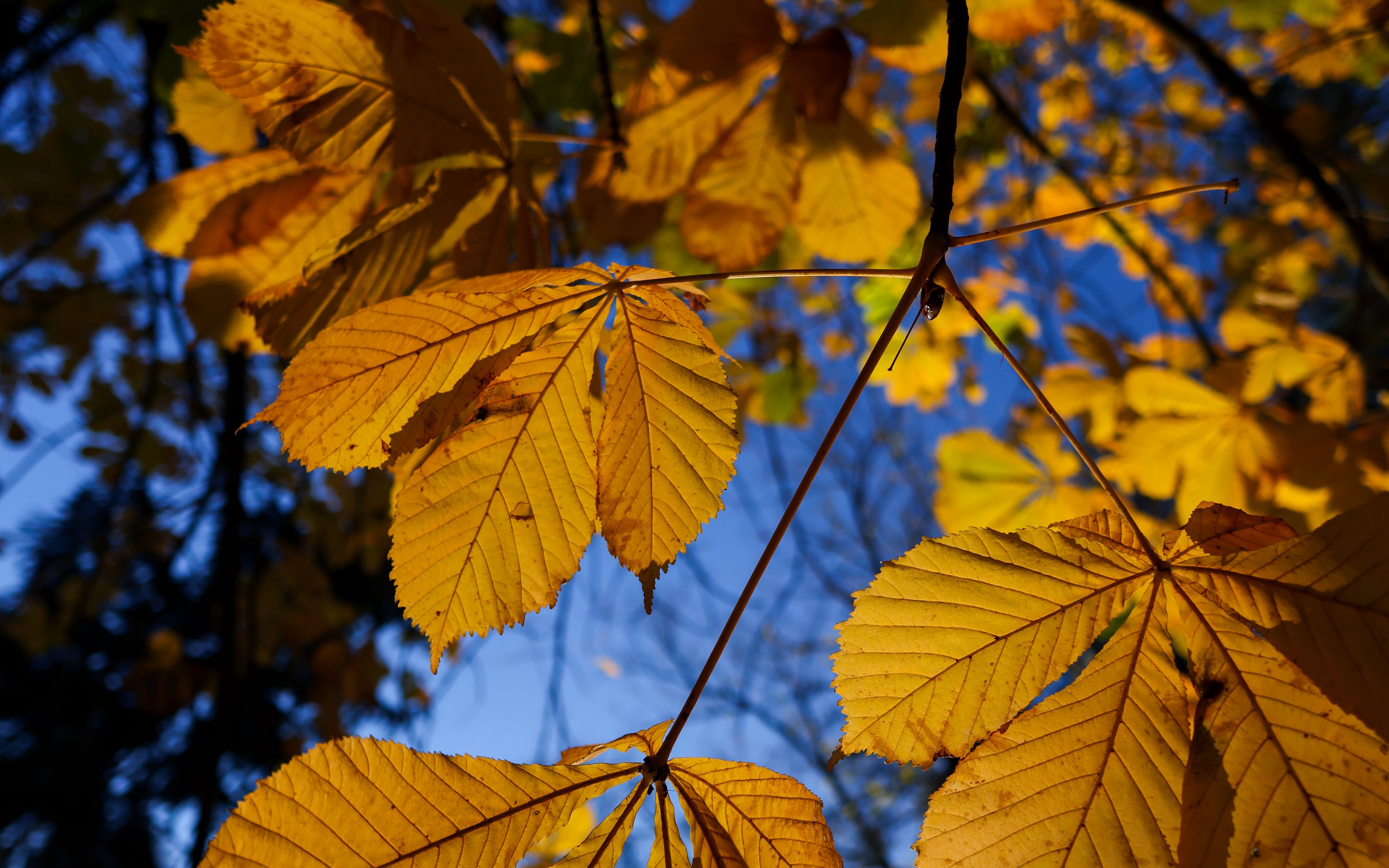 Tree leaves in autumn Wallpaper 4k Ultra HD