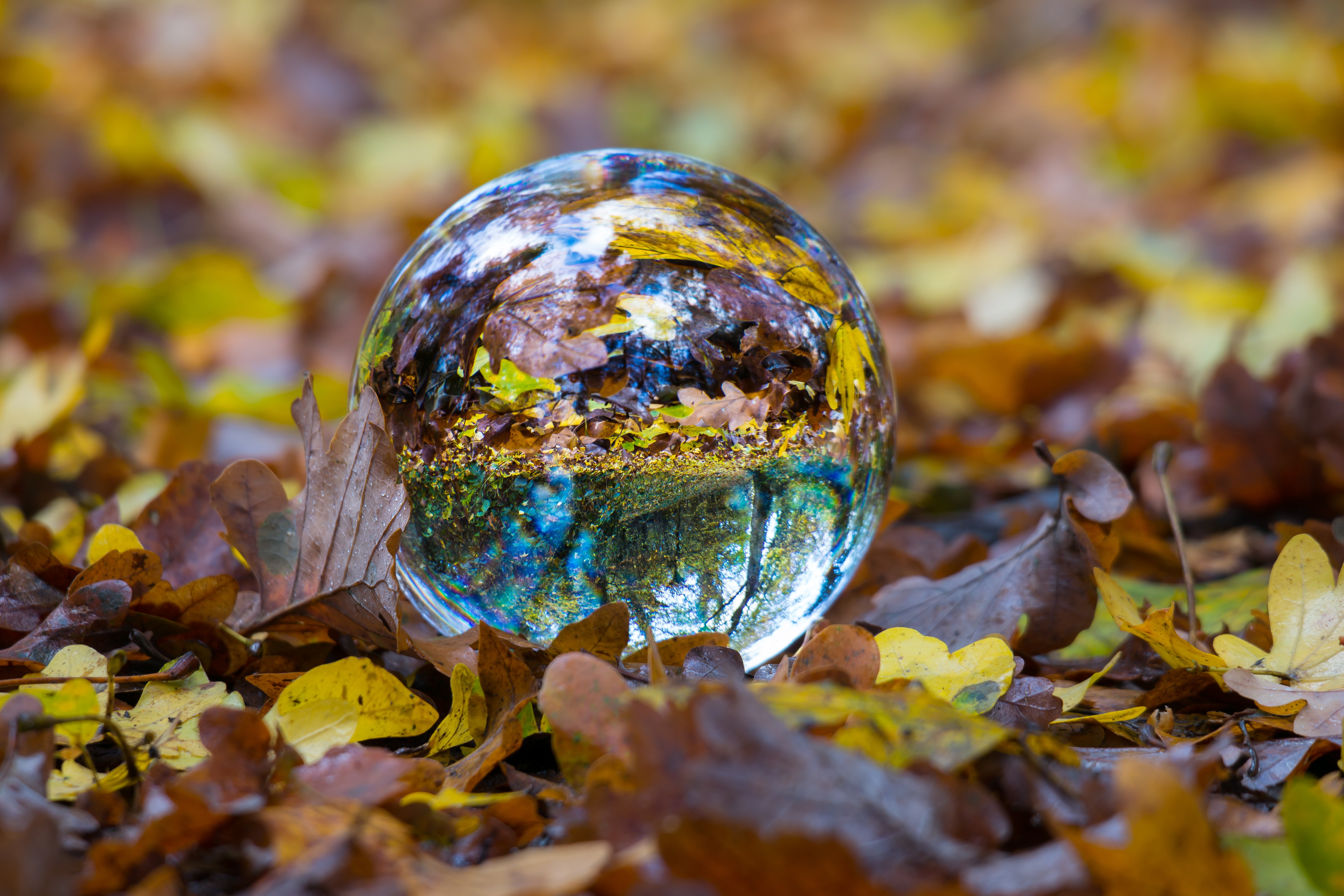 Mobile wallpaper: Ball, Foliage, Glass, Nature, Sphere, Autumn, 87109 download the picture for free