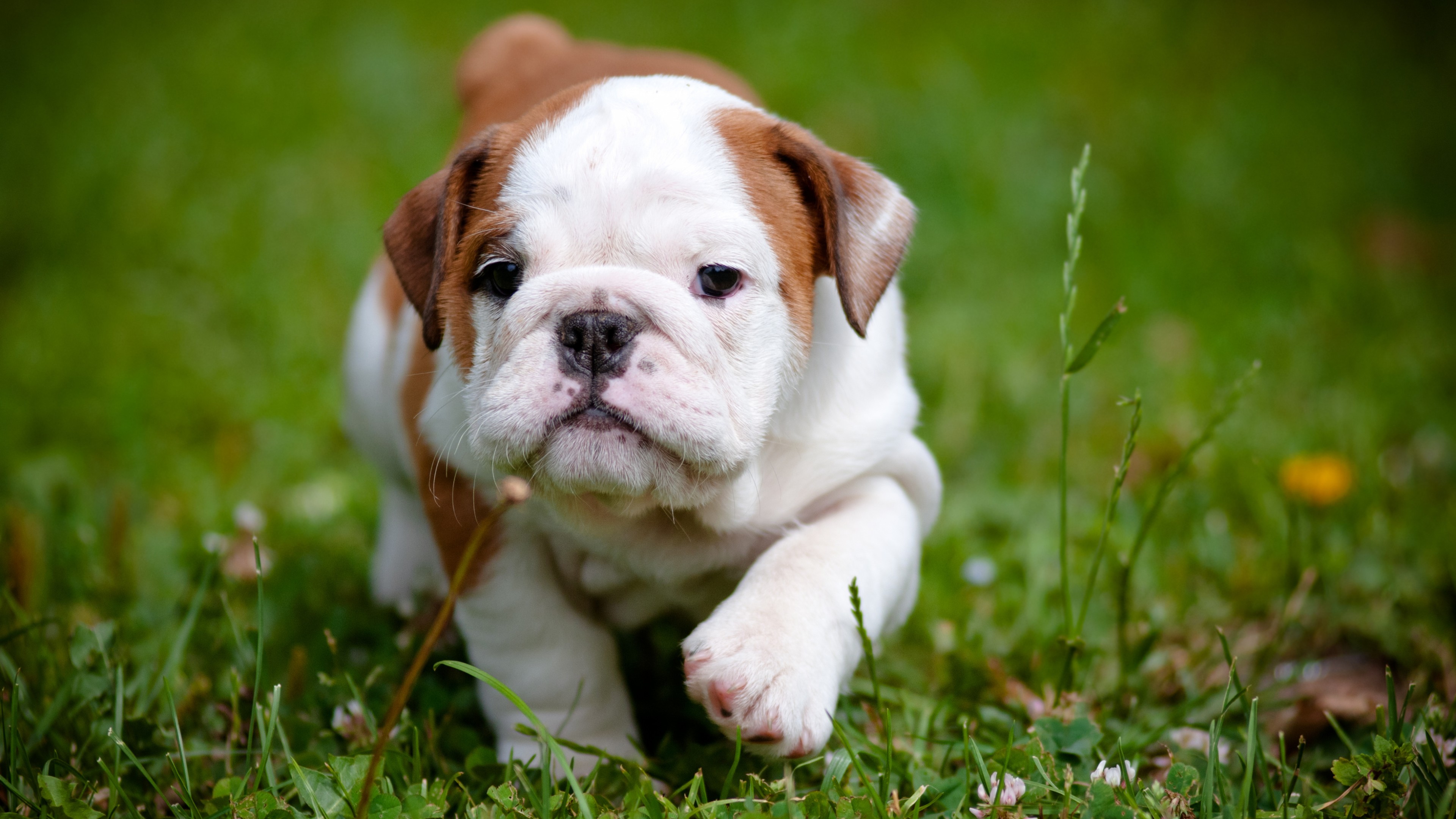 Wallpaper bulldog, puppy, 4k, Animals