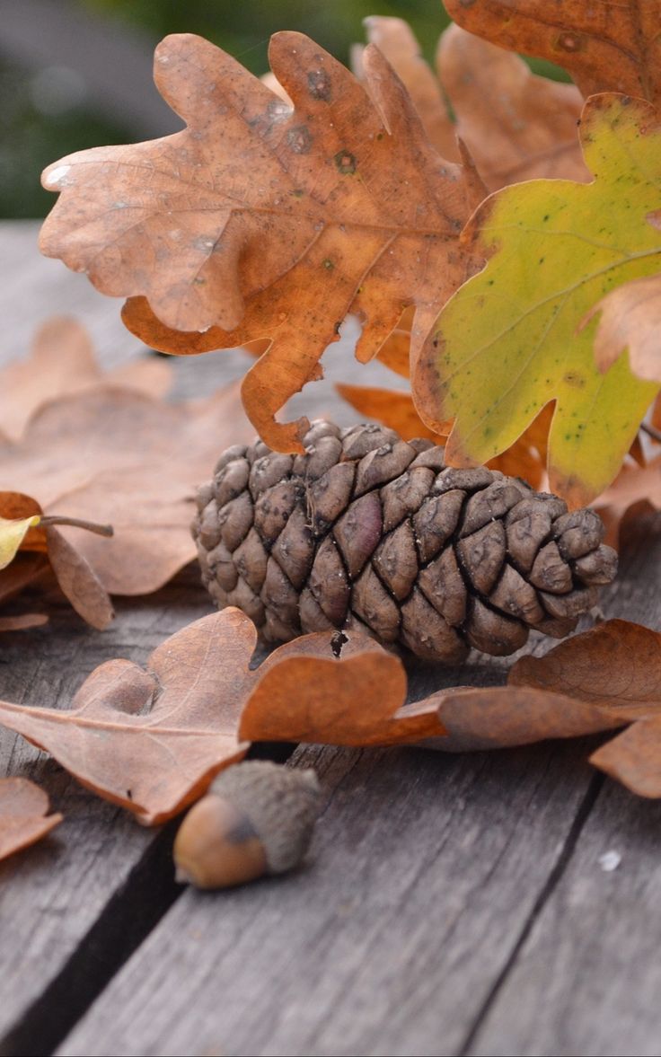 Wallpaper leaves autumn pine cone acorn. Acorn, Sony xperia, Acorn leaf