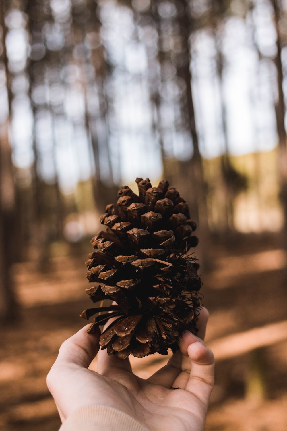 Autumn Pinecones Wallpapers - Wallpaper Cave