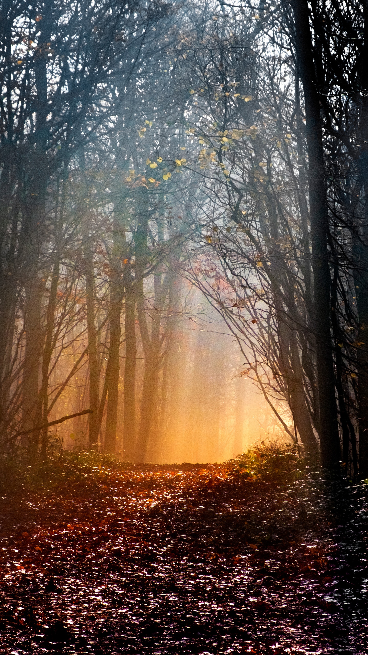 Woodland Wallpaper 4K, Early Morning, Sun light, Forest path, Trees, Nature