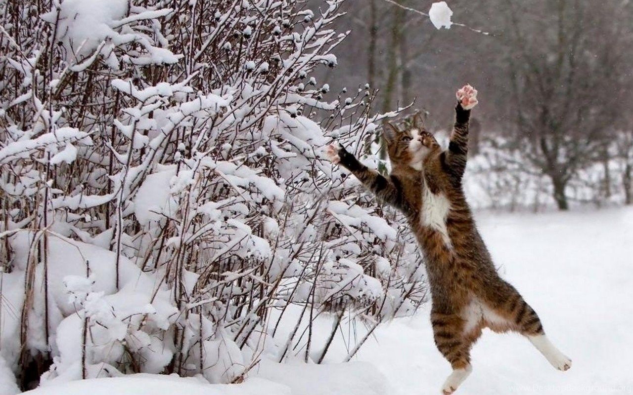 Cat in Snow Desktop Wallpaper