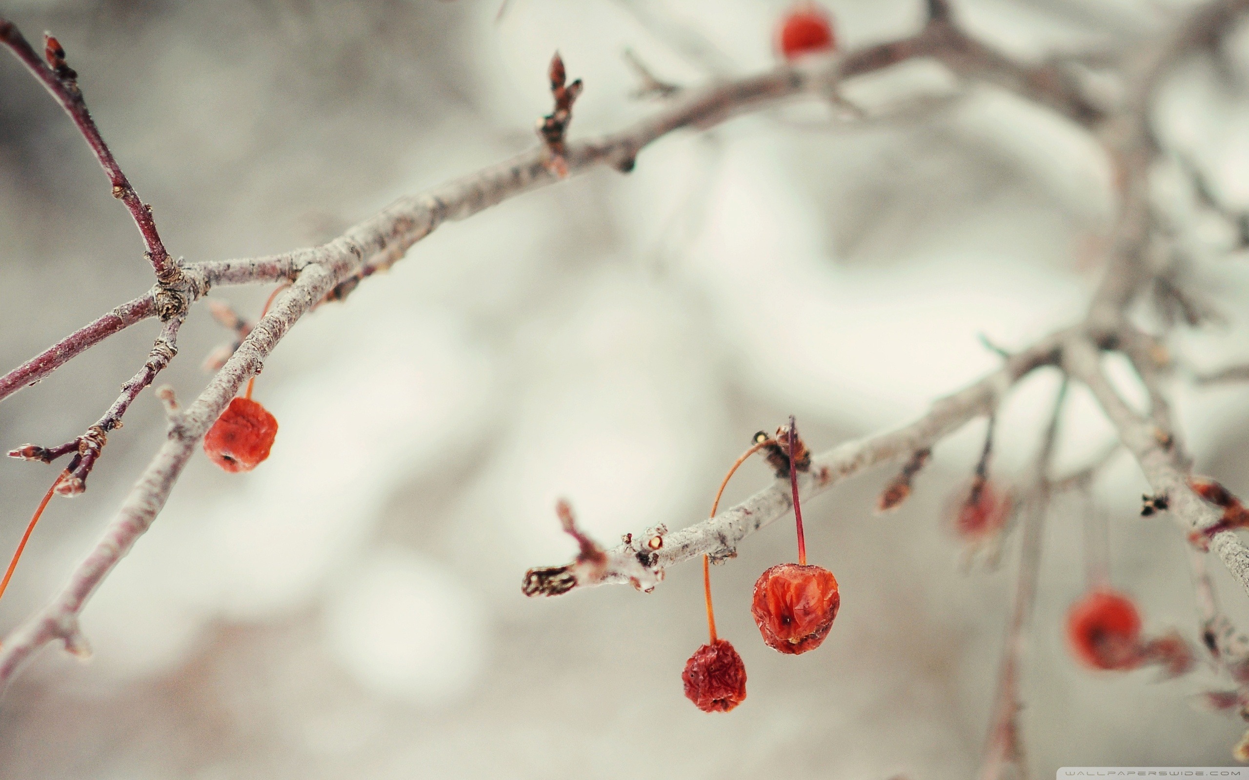 Berries Winter Desktop Wallpaper Winter Scenery