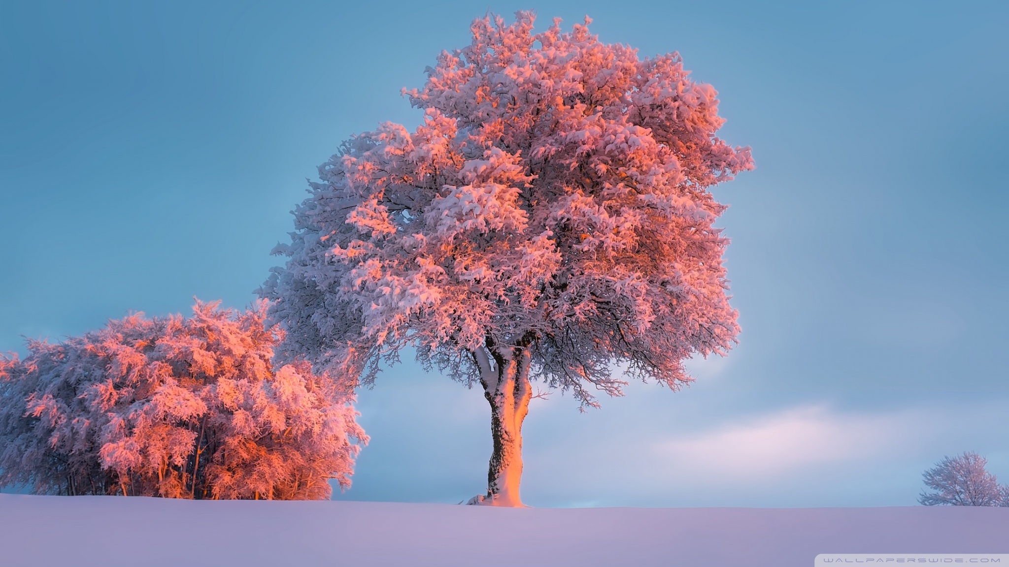 Trees, Winter, Pink Sunset Ultra HD Desktop Background Wallpaper for 4K UHD TV, Widescreen & UltraWide Desktop & Laptop, Tablet