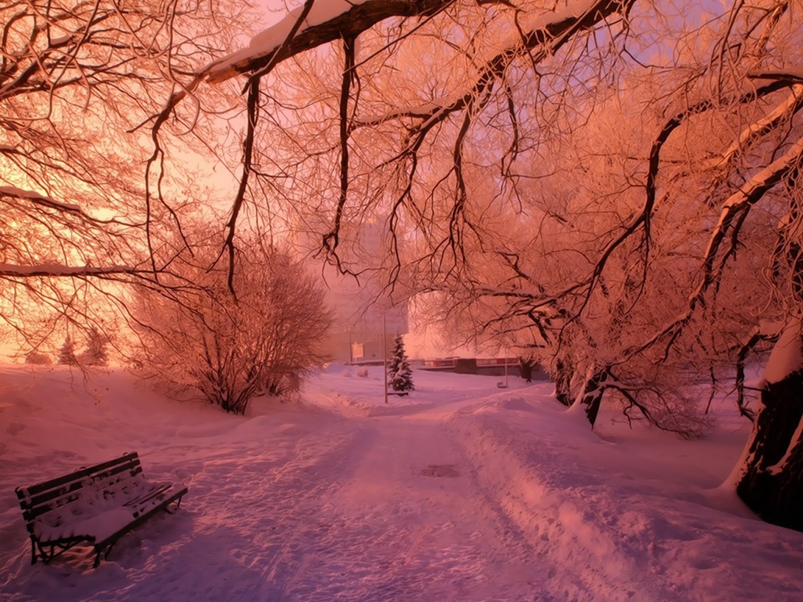 Pink snow in winter park Desktop wallpaper 1152x864