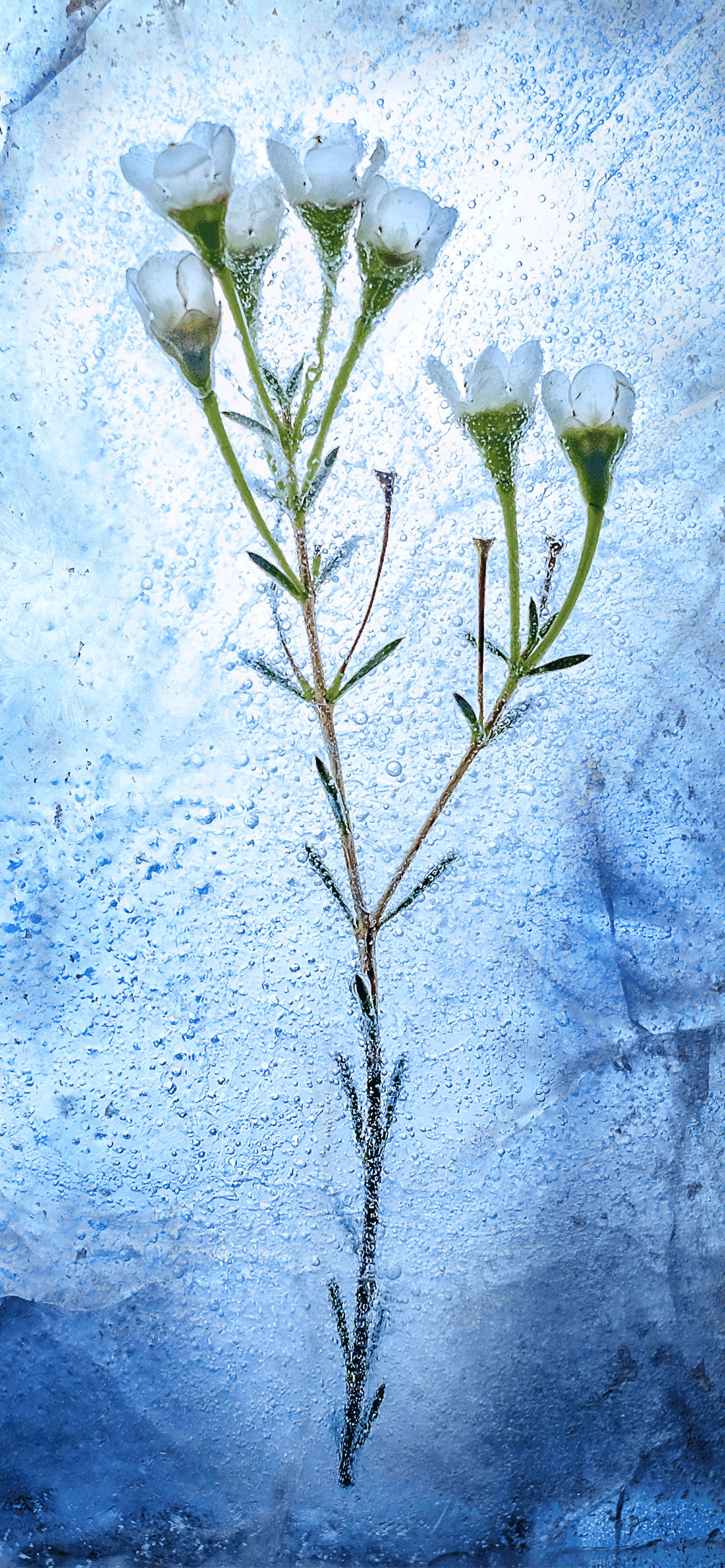 Winter Wallpaper for iPhone 11, Pro Max, X, 8, 7, 6