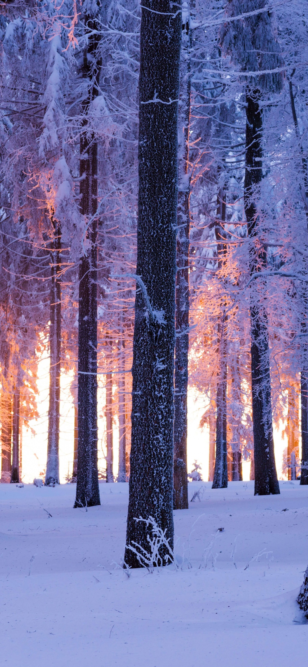 Forest Wallpaper 4K, Winter, Snowy, Nature