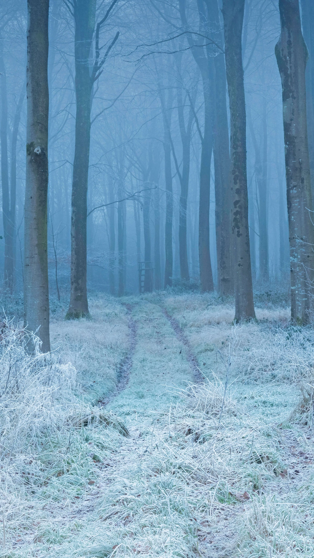 Winter Forest Landscape 5K Wallpaper