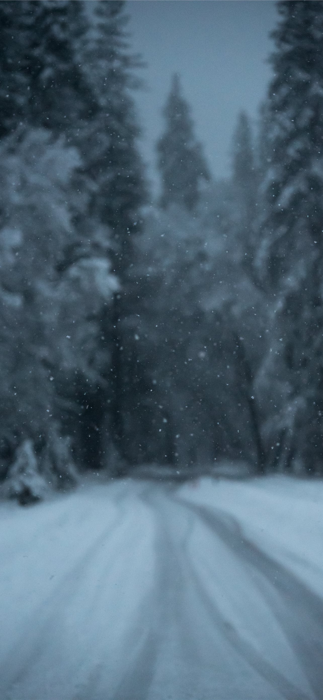 trees covered in snow during snow season iPhone Wallpaper Free Download