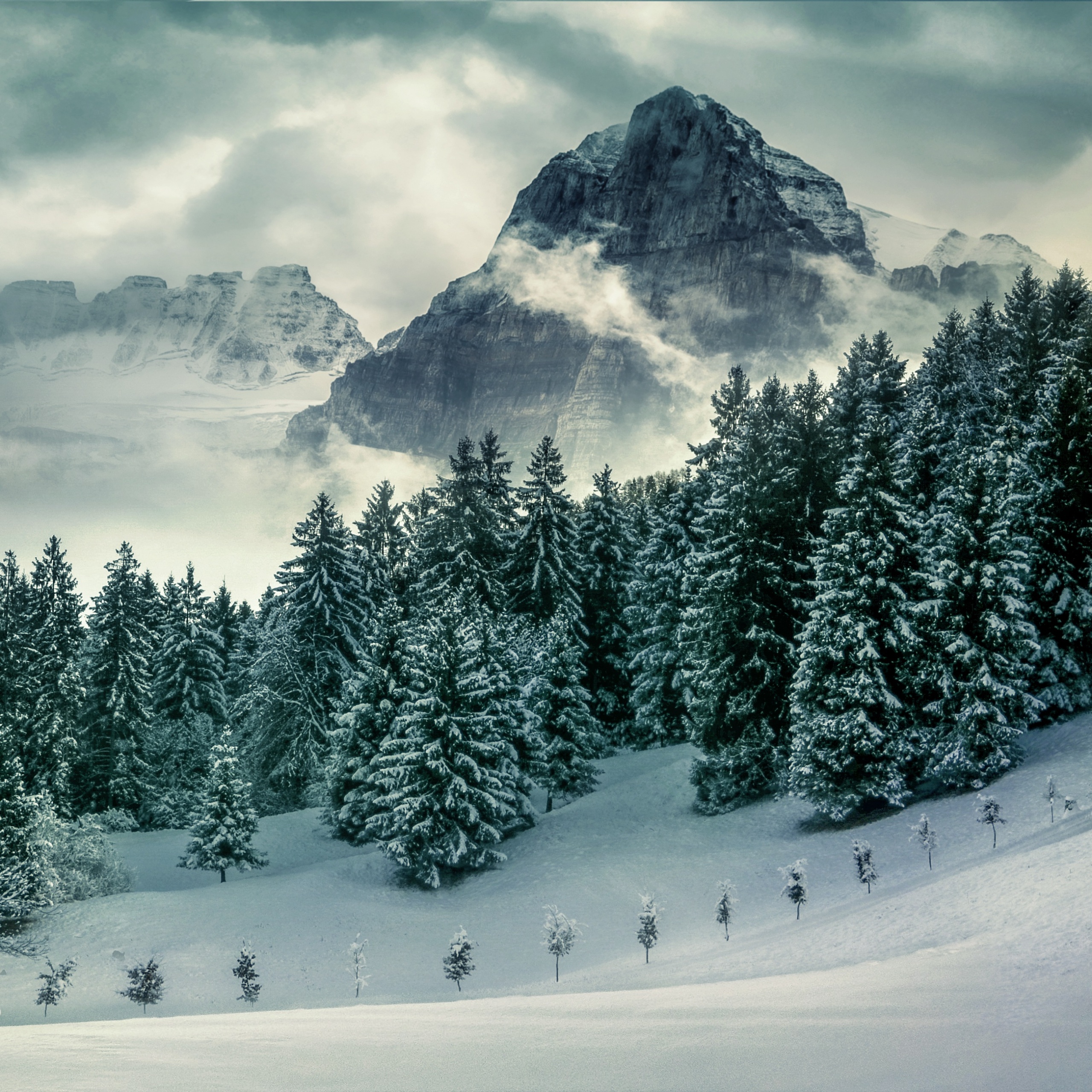 Pine trees Wallpaper 4K, Winter, Forest, Mountains, Peak