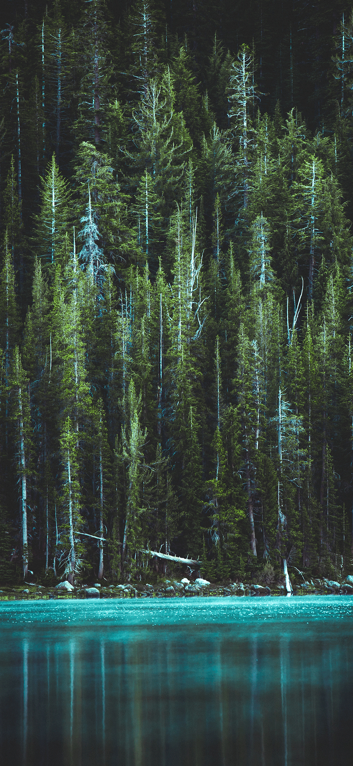 Forest iPhone Wallpaper