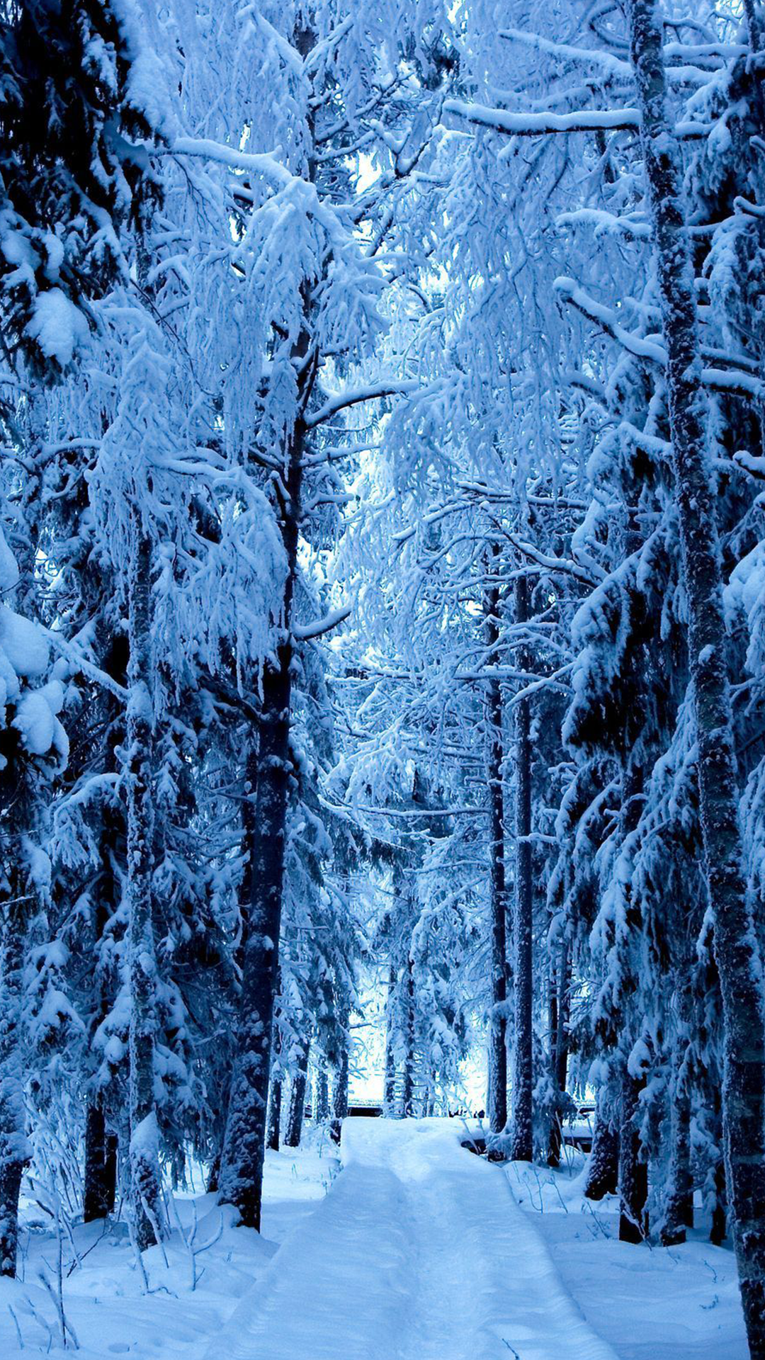 Frozen Forest iPhone 13 Pro Max Wallpaper