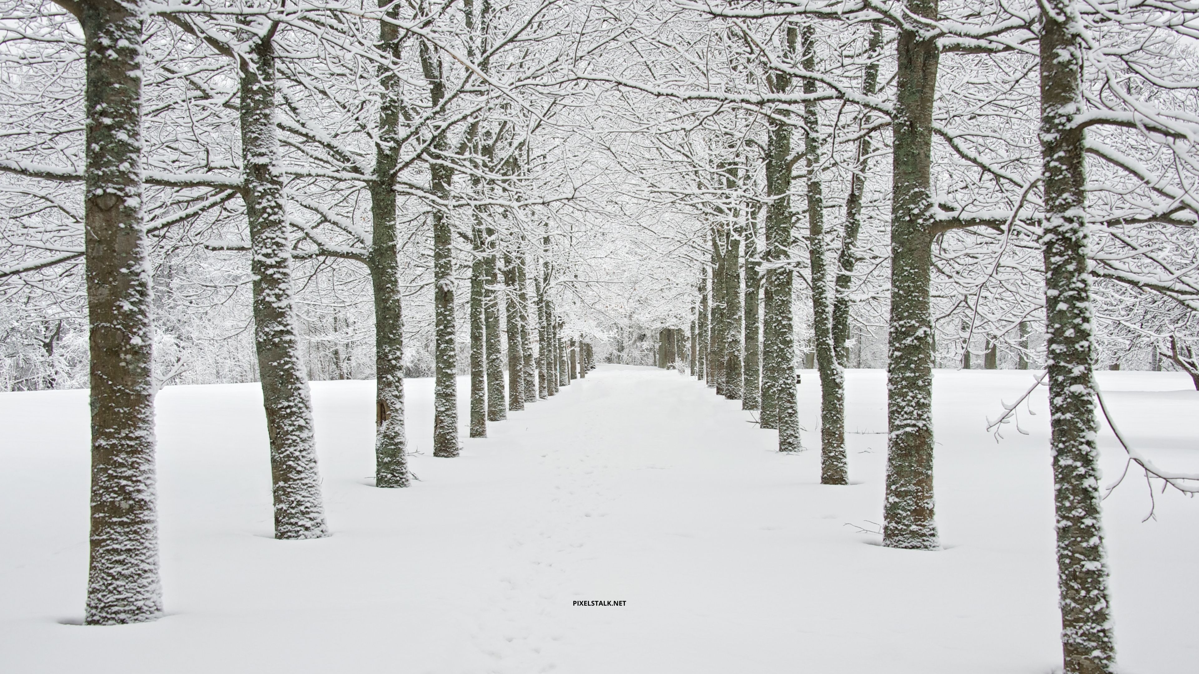 Winter Forest 4K Wallpaper