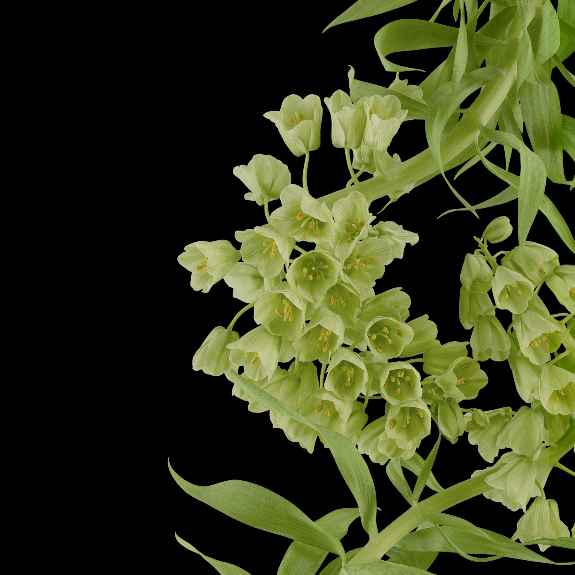 Pixel 6 wallpaper leak w/ colorful plant and flower theme