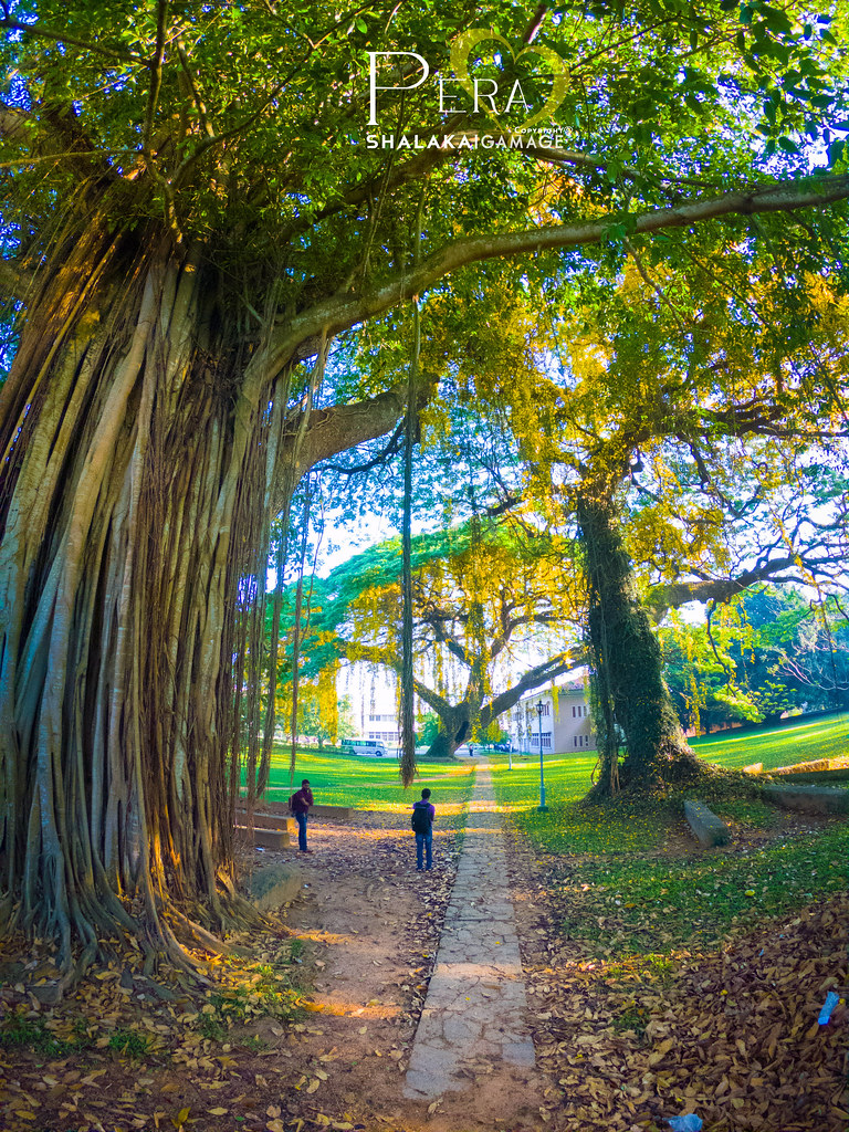 Peradeniya Wallpapers - Wallpaper Cave