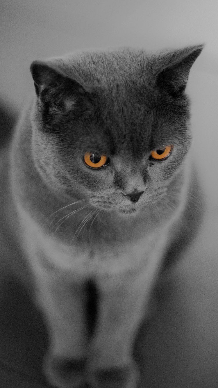 British Shorthair, cat, orange eyes,. Cute cat wallpaper, Cat wallpaper, Cats