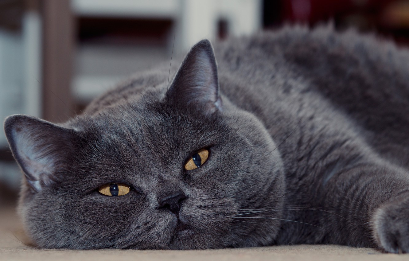 Wallpaper cat, look, muzzle, Kote, kotofey, British Shorthair image for desktop, section кошки