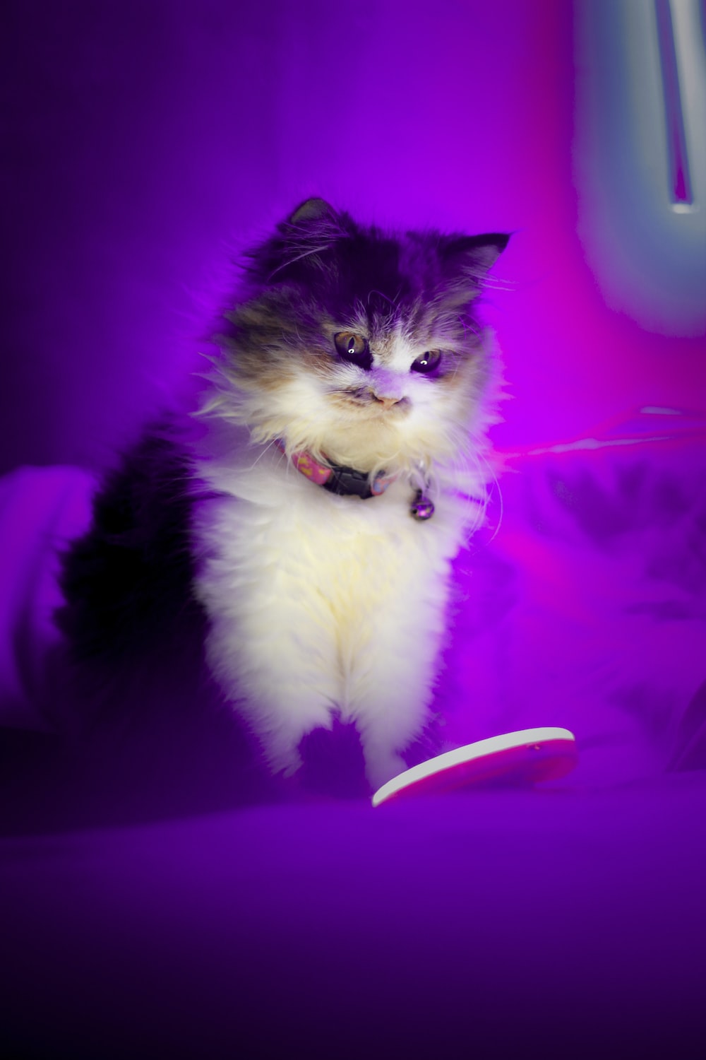 30,Purple Cat Picture. Download Free Image