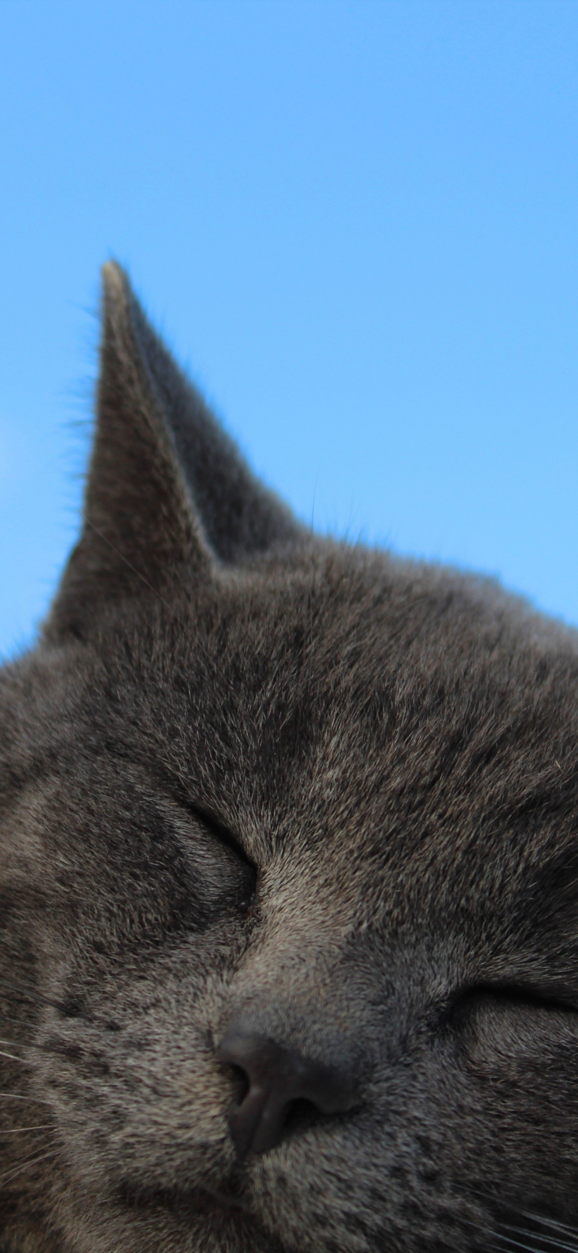 Download british shorthair, cat, muzzle, sleeping 1125x2436 wallpaper, iphone x, 1125x2436 HD image, background, 1461