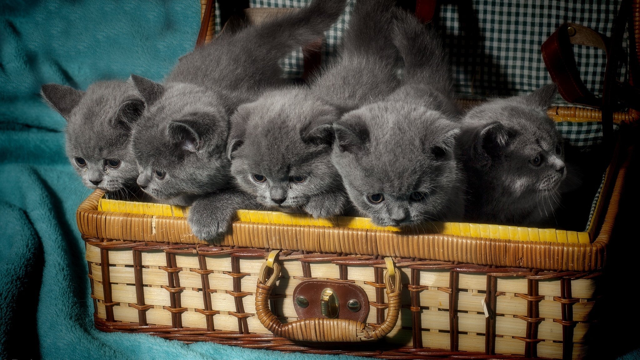 british, Shorthair, Kitten, Baby Wallpaper HD / Desktop and Mobile Background