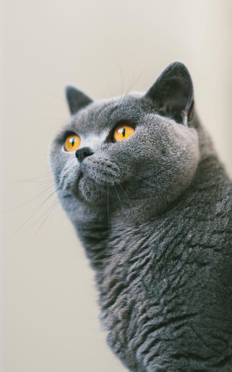 Wallpaper curiosity cat gray british fur. Grey cat wallpaper, Pics of cute cats, Cat phone wallpaper