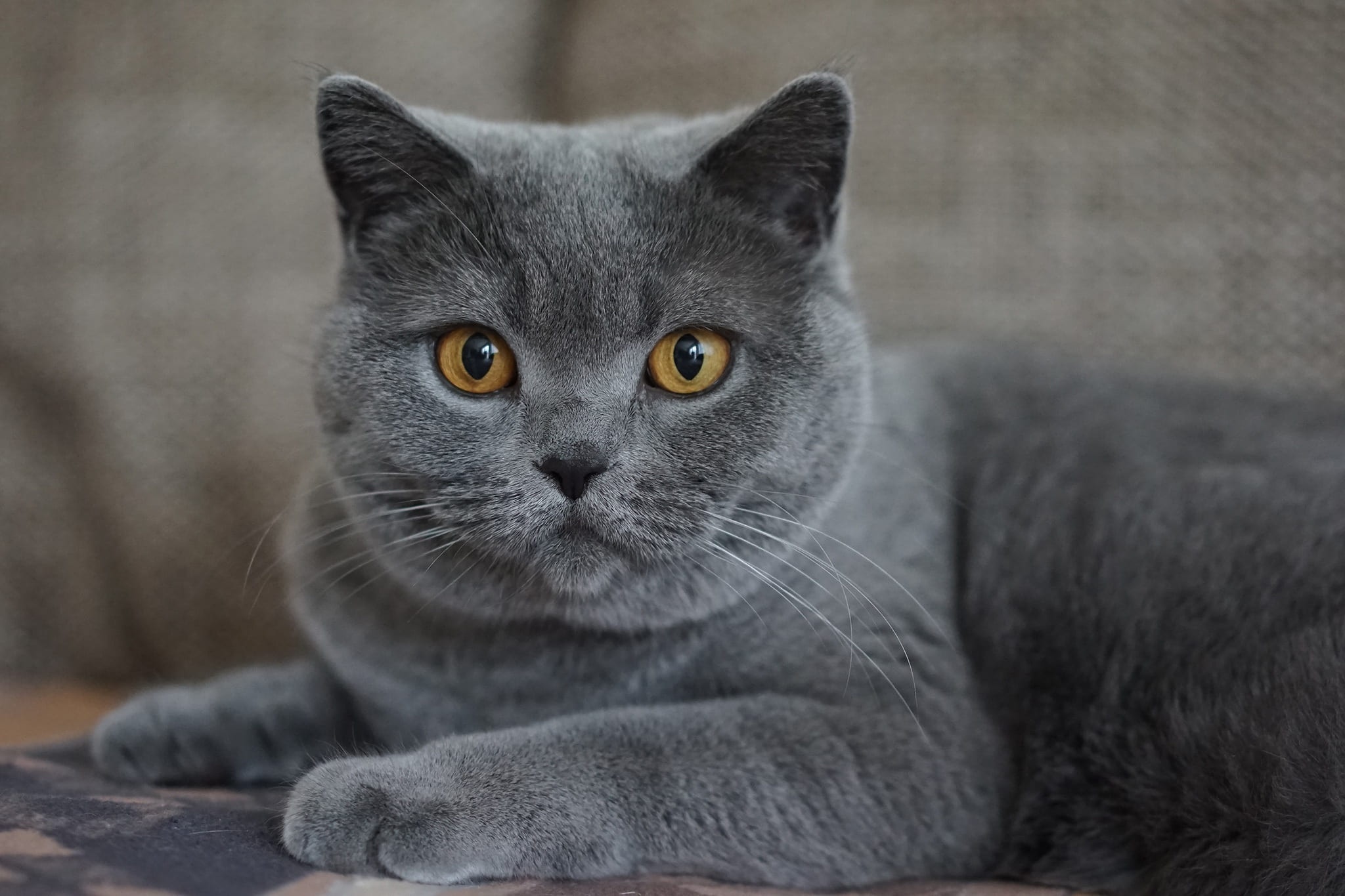 British Shorthair HD Wallpaper and Background