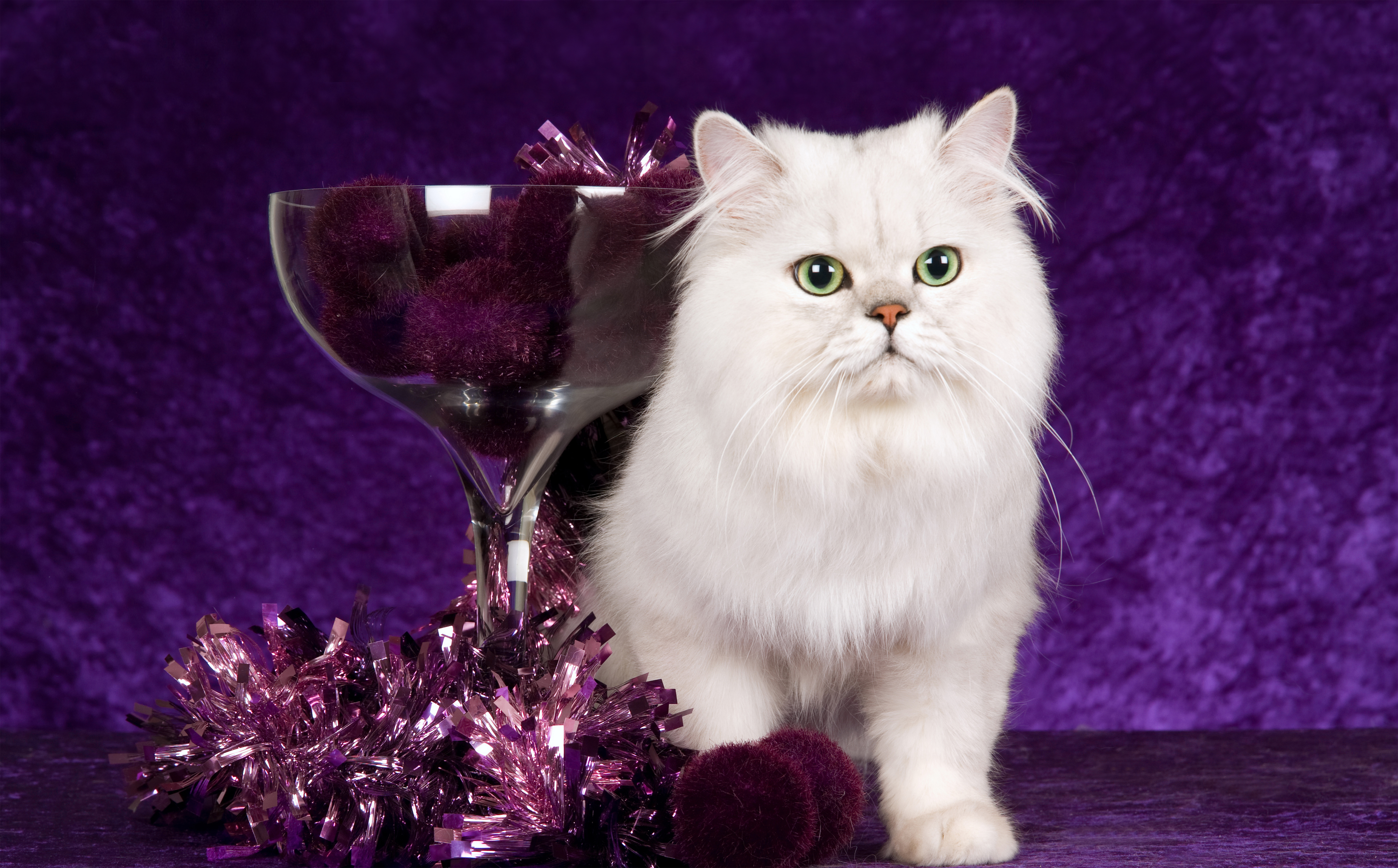 Cute White Cat Purple Background​-Quality Free Image and Transparent PNG Clipart
