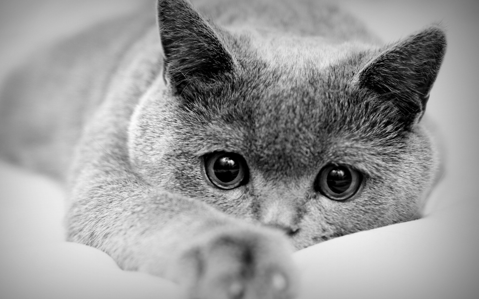 British Shorthair Cat Wallpaper for 1680x1050