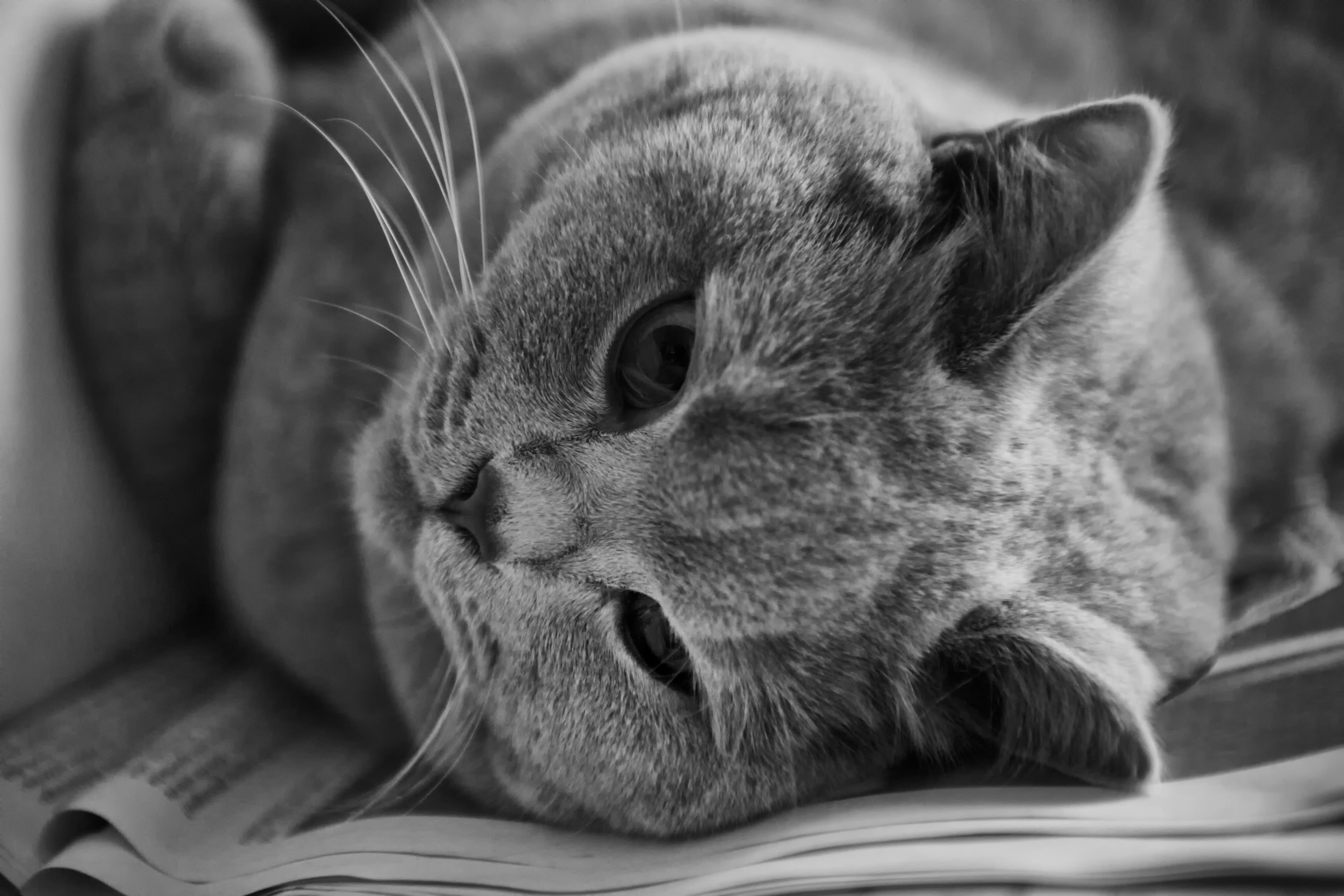 British Shorthair Cat Photo, Download Free British Shorthair Cat & HD Image